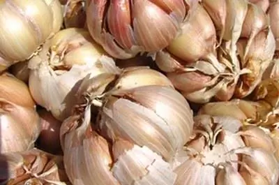 Инструкция по посадке чеснока