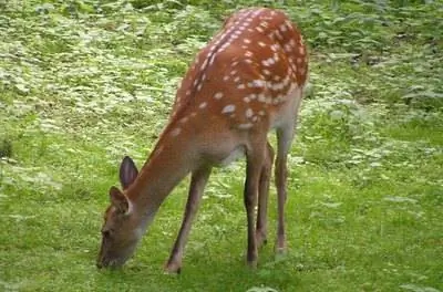 Как отвадить оленей от тыкв