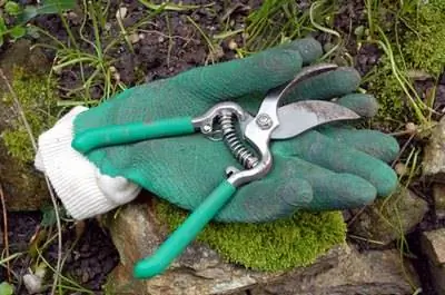 Овощи, которые нужно выращивать в Южной Дакоте