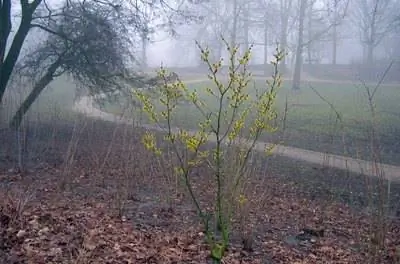 Болезни деревьев гамамелиса
