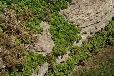 Идентификация очитка