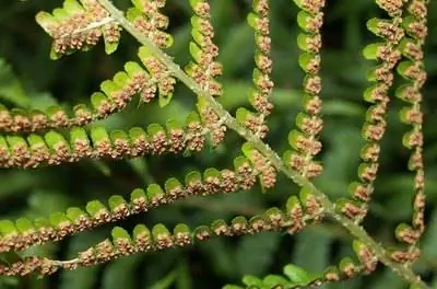 Уход за карликовым древовидным папоротником