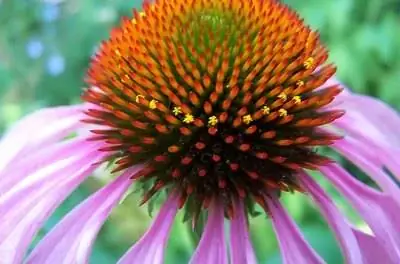 Болезни многолетних растений эхинацеи