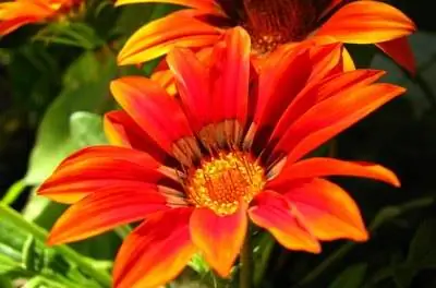 Части целого цветка