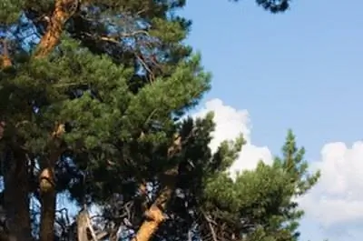 Распространенные деревья на северо-востоке Техаса