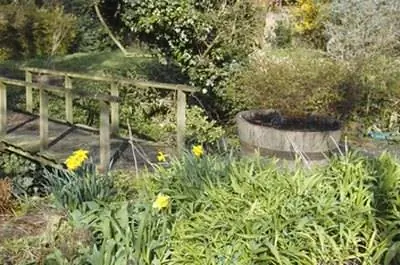 Как определить расстояние между лилейниками при посадке