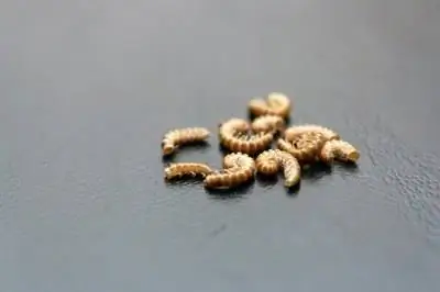 Как избавиться от мучных червей