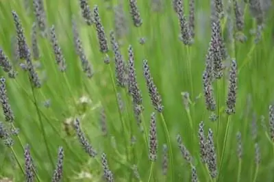 Кусты, которые остаются зелеными всю зиму