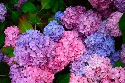 Рододендрон Vs. Гортензия