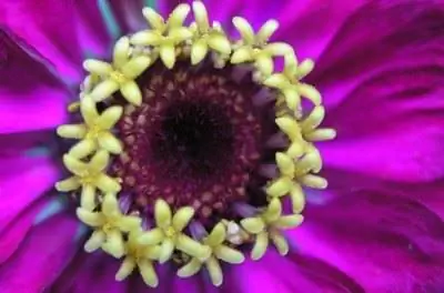 Ингредиенты смеси для заливки Miracle Gro