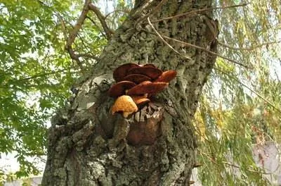 Каковы методы лечения древесного грибка?