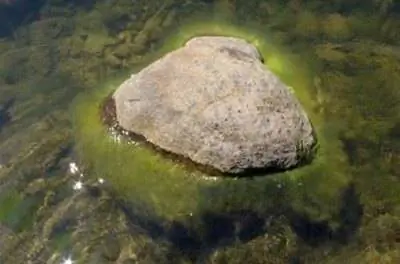 Как избавиться от зеленых водорослей в пруду на заднем дворе