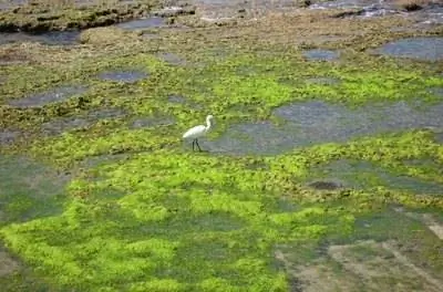Виды морских водорослей