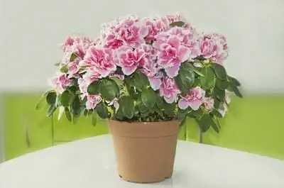 Как вырастить азалию из черенков