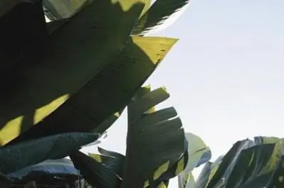 Как посадить банановое дерево в Грузии