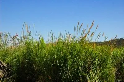 Крабграсс против. Джонсонграсс