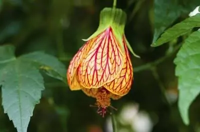 Как ухаживать за абутилоном красным тигром