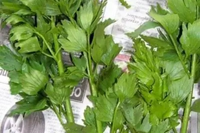 Части растения сельдерея