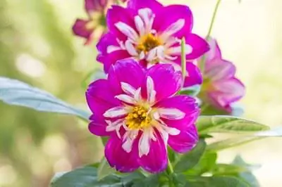 Лекарства от плесени на листьях георгин