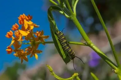 Как сажать семена молочая