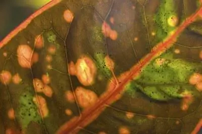 Как устранить белые пятна на кустах