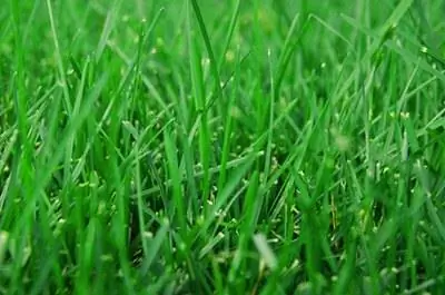 Различия между Кентукки 31 & Блюграсс