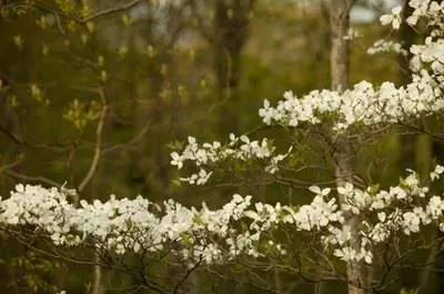Размер кизила карликового