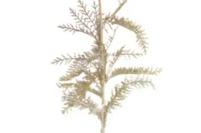 Когда цветет тысячелистник?