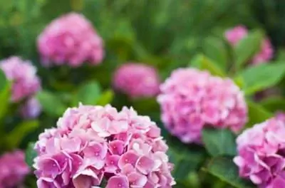 Тенелюбивые многолетники, цветущие все лето