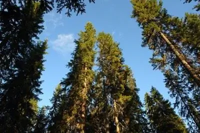 Как поливать старые сосны
