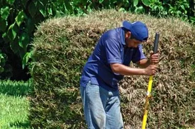 Как пересадить цветущий кустарник фиолетовой сливы