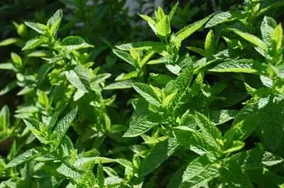 Как заморозить листья мяты