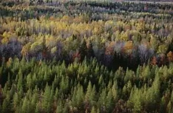 Осенний лес в национальном парке Ла-Мориси в Квебеке, Канада