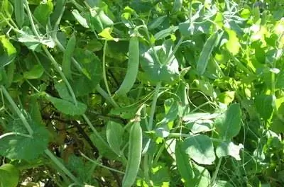 Овощи, которые растут на лозах