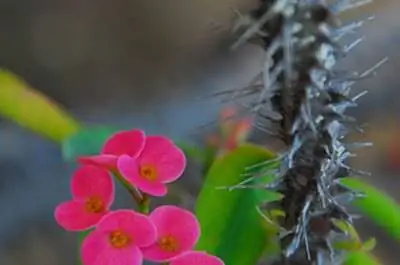 Ядовитые растения с шипами