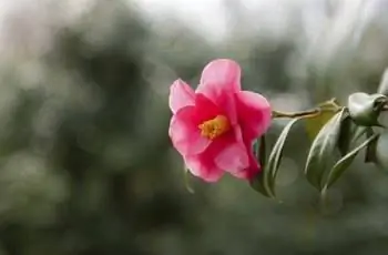 Камелия