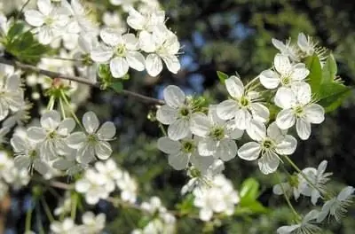 Как вырастить японскую сливу