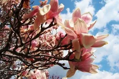 Продолжительность жизни дерева магнолии