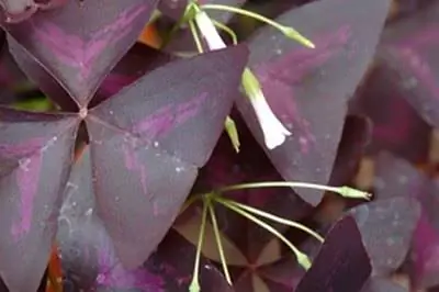 Виды комнатных растений с фиолетовыми листьями