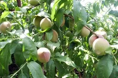 Как избавиться от личинок на фруктовом дереве