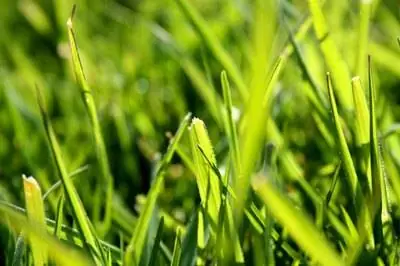 Виды дворовой травы в Миссисипи