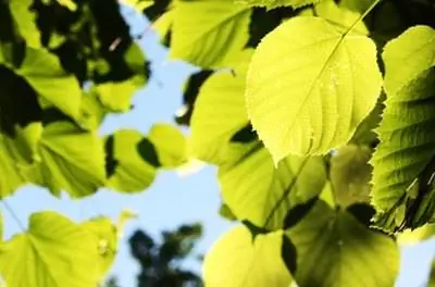 Что такое редмондская липа?