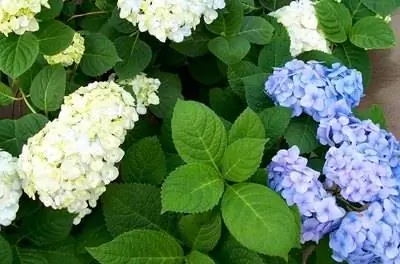 Как вылечить умирающий куст