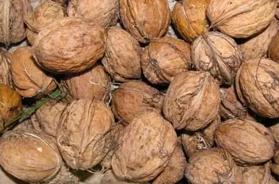 Как вырастить ореховые деревья в Колорадо