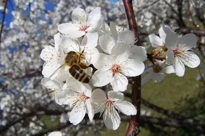 Вишневые деревья во Флориде
