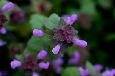 Как пересадить трилистник