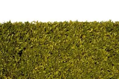 Как убрать живую изгородь