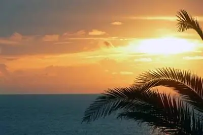 Как посадить красный имбирь черенком