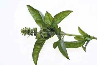 Как бороться с корневой гнилью тимьяна