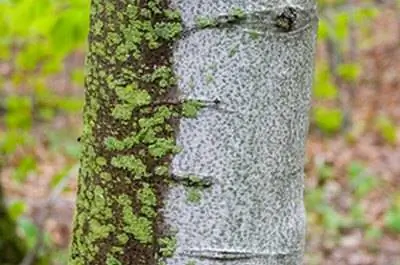 Болезни белой березы